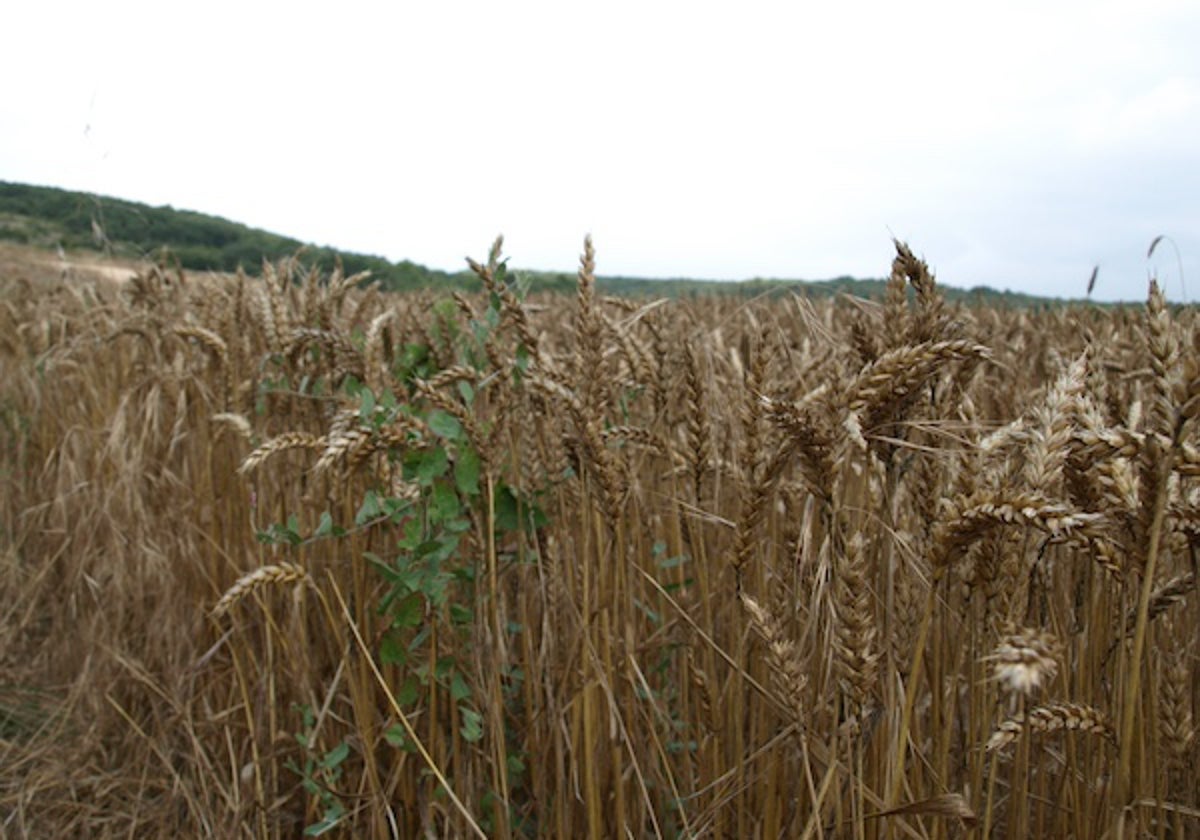 Campo de trigo en el Condado de Treviño.