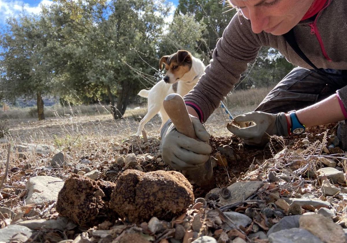 Un perro trufero y su dueña buscan trufas en una finca.