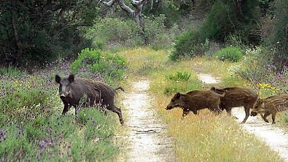 Aparecen nuevamente jabalíes con triquinelosis en la Sierra de la Demanda