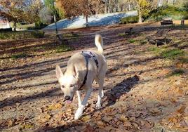 Imagen de archivo de un perro en un parque.