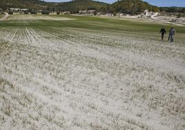 Agricultores recorren un campo casi yermo por la sequía.