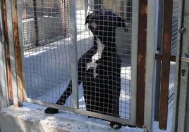 Uno de los perros de la perrera municipal antes de comenzar las obras.