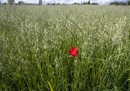 Una amapola en un campo de cereal .