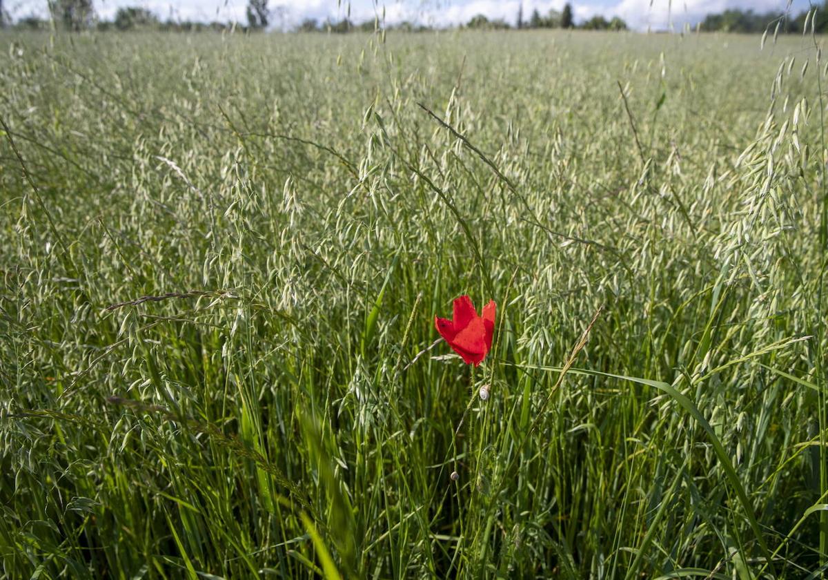 Una amapola en un campo de cereal .