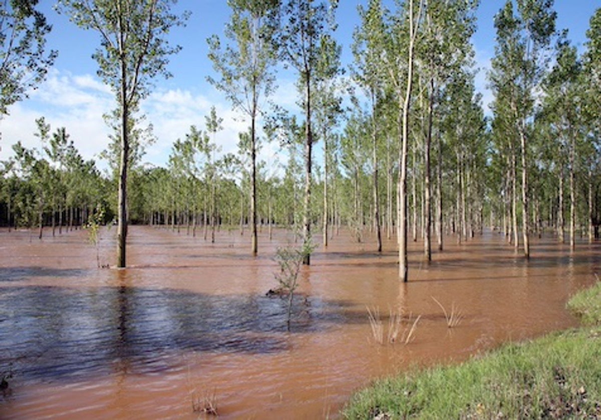 Chopera de la comarca del Arlanzón tras una crecida.