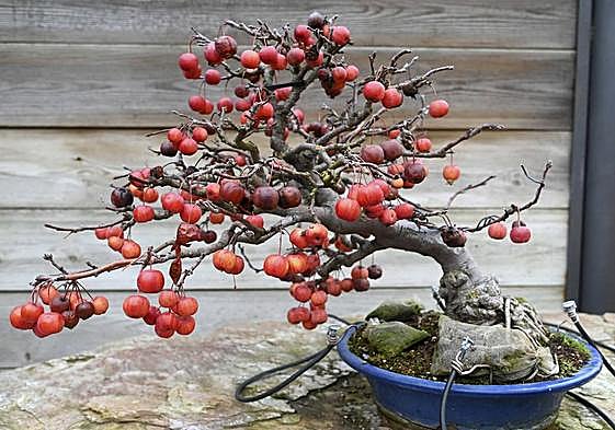 El Museo muestra un buen número de bonsais.