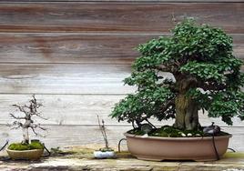 Museo del Bonsai de Villagonzalo Pedernales