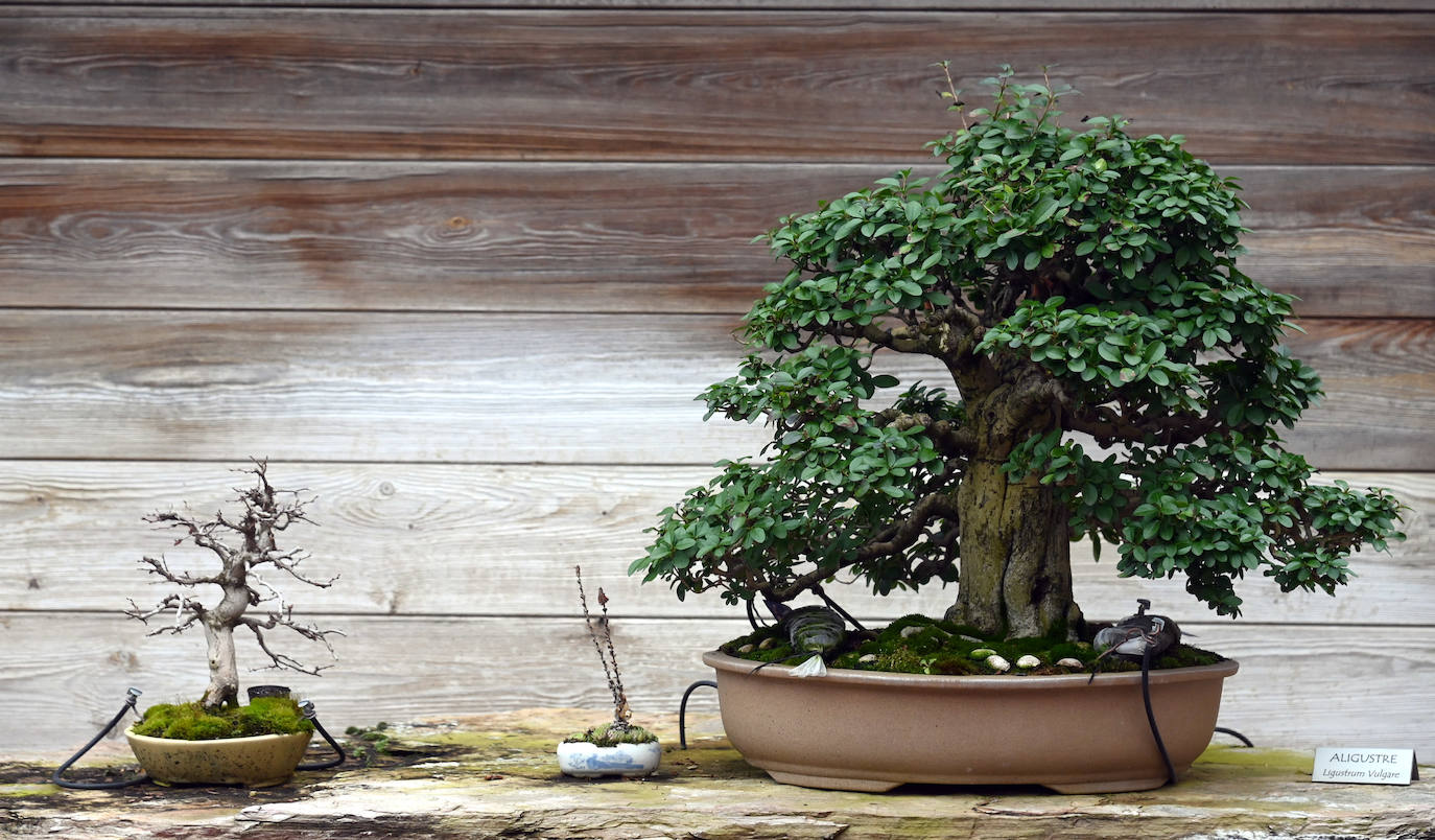 Museo del Bonsai de Villagonzalo Pedernales