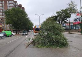 Imagen de archivo de un árbol derribado por el viento.