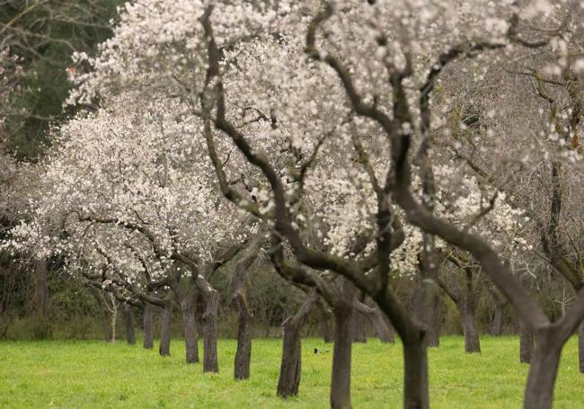 Imagen de archivo de los almendros en flor en Salamanca.