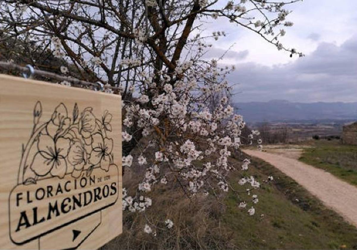 Ruta de los almendros en flor en Poza de la Sal.