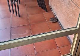 Tapa de una arqueta de gas natural con la que se ha roto el cristal inferior de la puerta, ya limpio de restos.