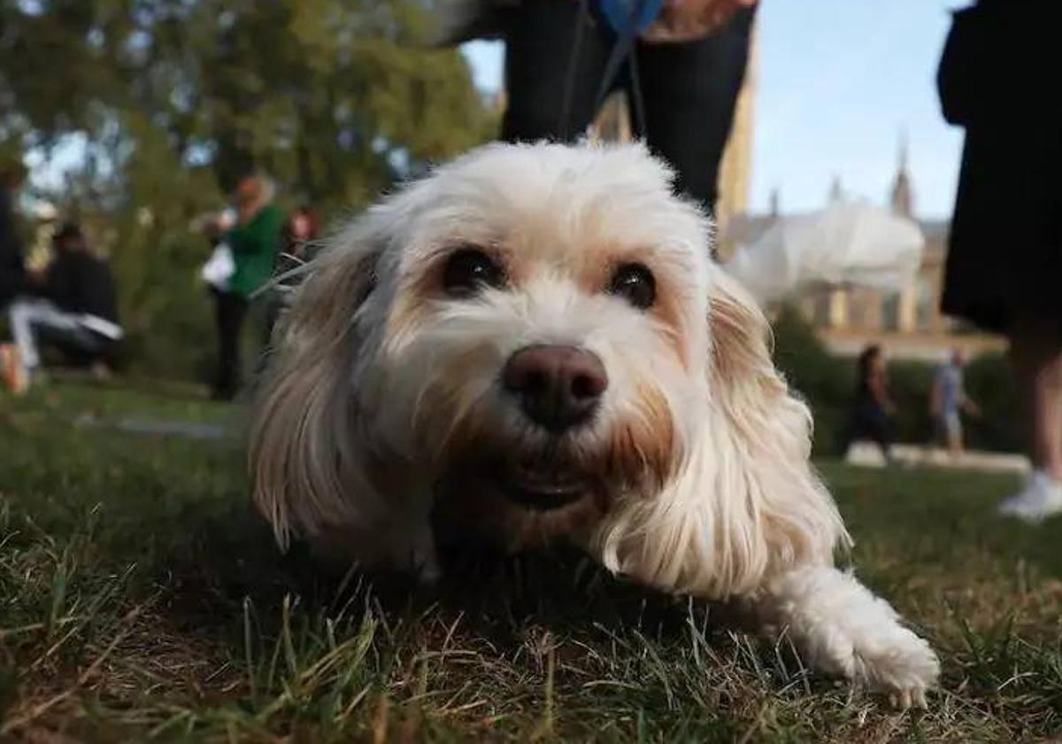 Un perro descansa tumbado en el césped.