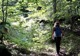 Los baños de bosque se realizan de forma pausada.