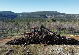 La madera de las sabinas quemadas ya está en la zona para comenzar con la construcción.