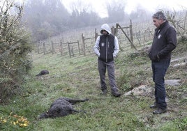 Cadáveres de ovejas muertas por el ataque de un lobo.