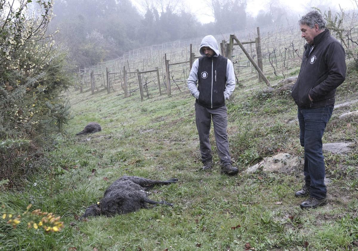 Cadáveres de ovejas muertas por el ataque de un lobo.