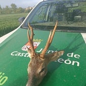 Descubren a un cazador con un corzo sin precintar en la zona de La Bureba