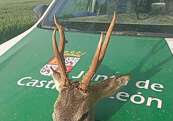 Corzo confiscado por los agentes medioambientales.