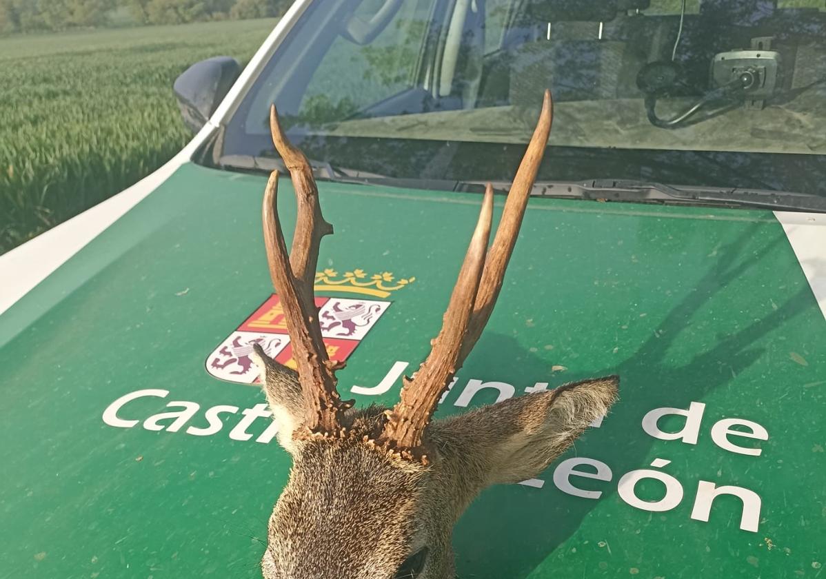 Corzo confiscado por los agentes medioambientales.