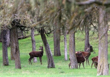 El ciervo recupera presencia en la reserva de caza de la Demanda