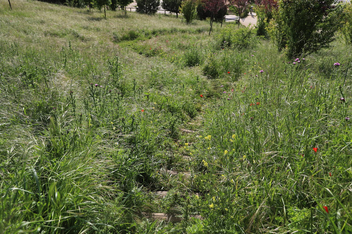 Imágenes del abandono del parque de San Isidro en Burgos