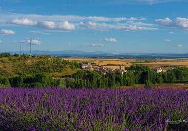 Así será el Lavanda Fest que se celebra en Caleruega este verano