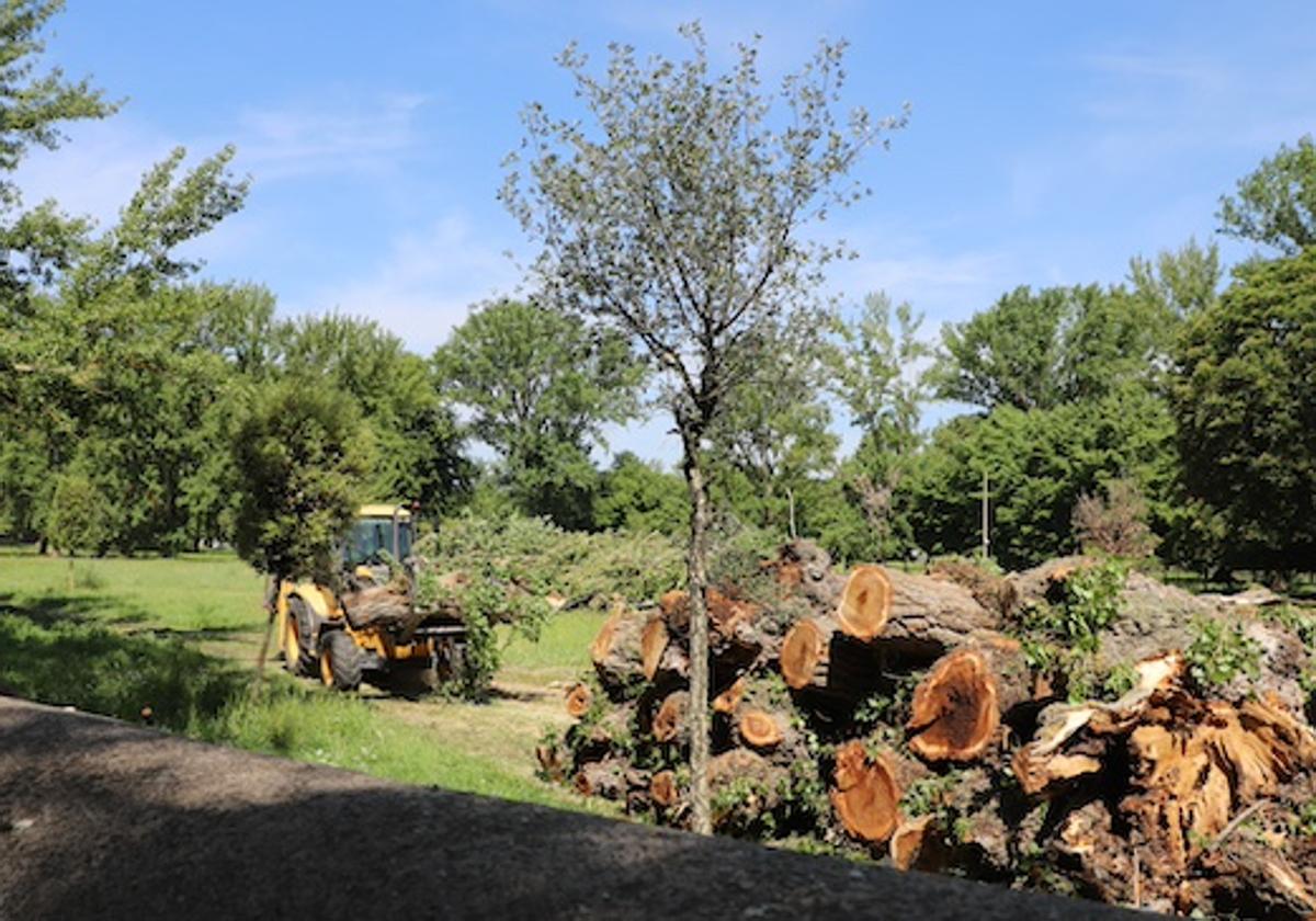 Burgos pierde un centenar de árboles tras las talas de El Parral y La Quinta