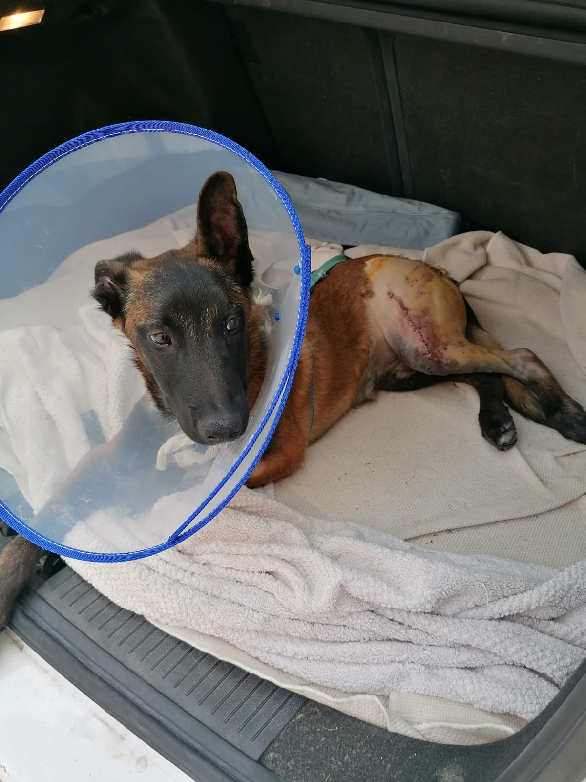 Enzo, el perrito maltratado en Burgos, operado con éxito