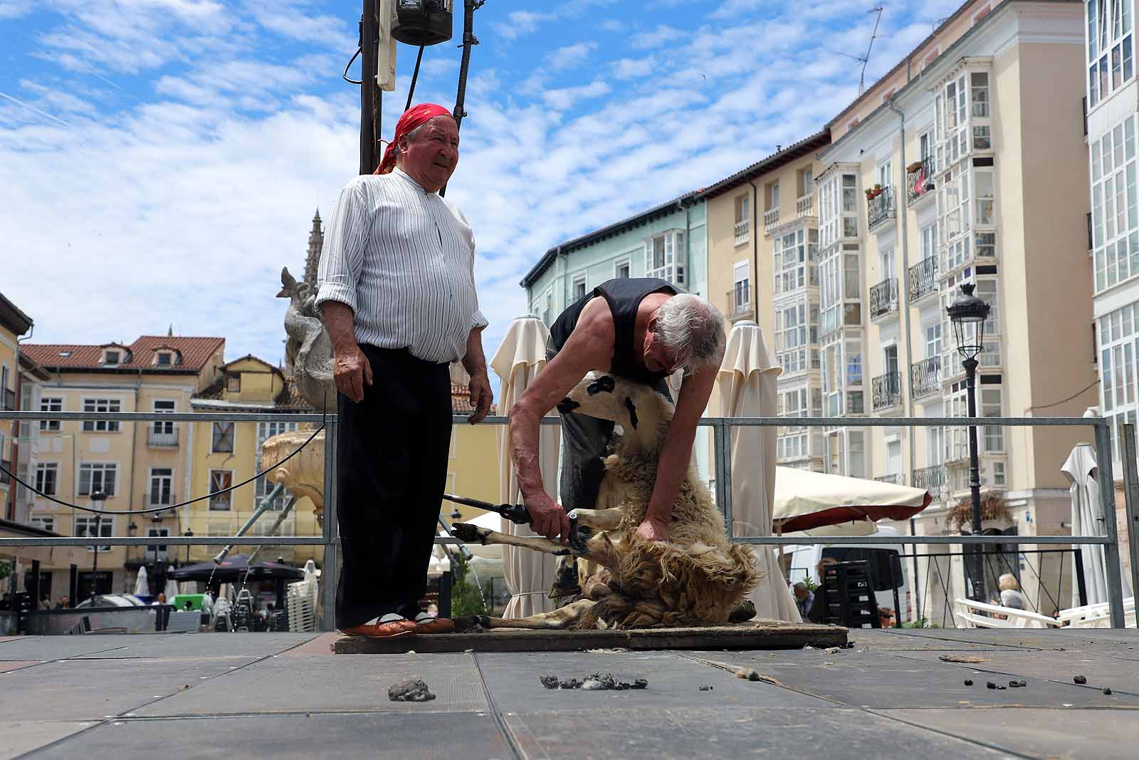 La celebración del esquileo en Burgos, en imágenes