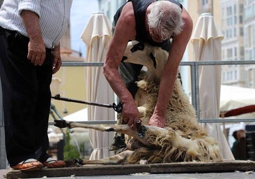 La curiosa tradición del esquileo toma el centro de Burgos