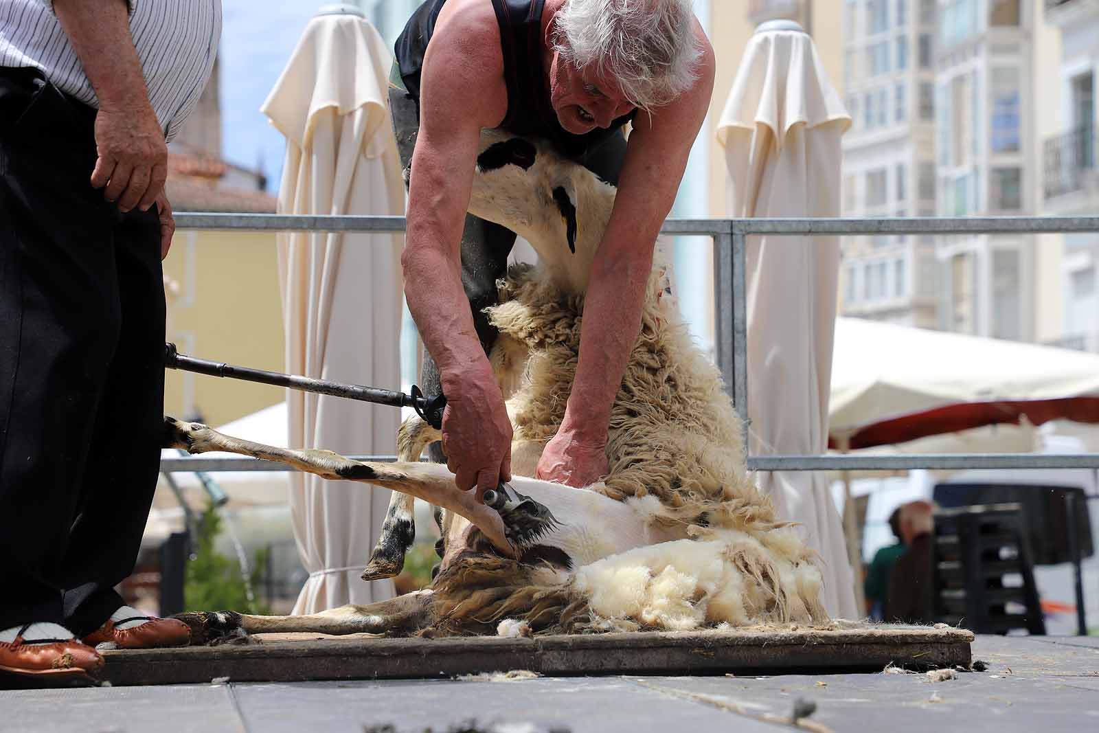 La celebración del esquileo en Burgos, en imágenes