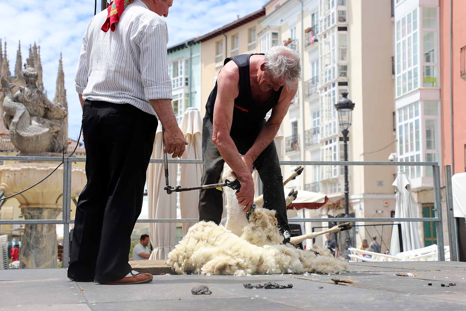 La celebración del esquileo en Burgos, en imágenes