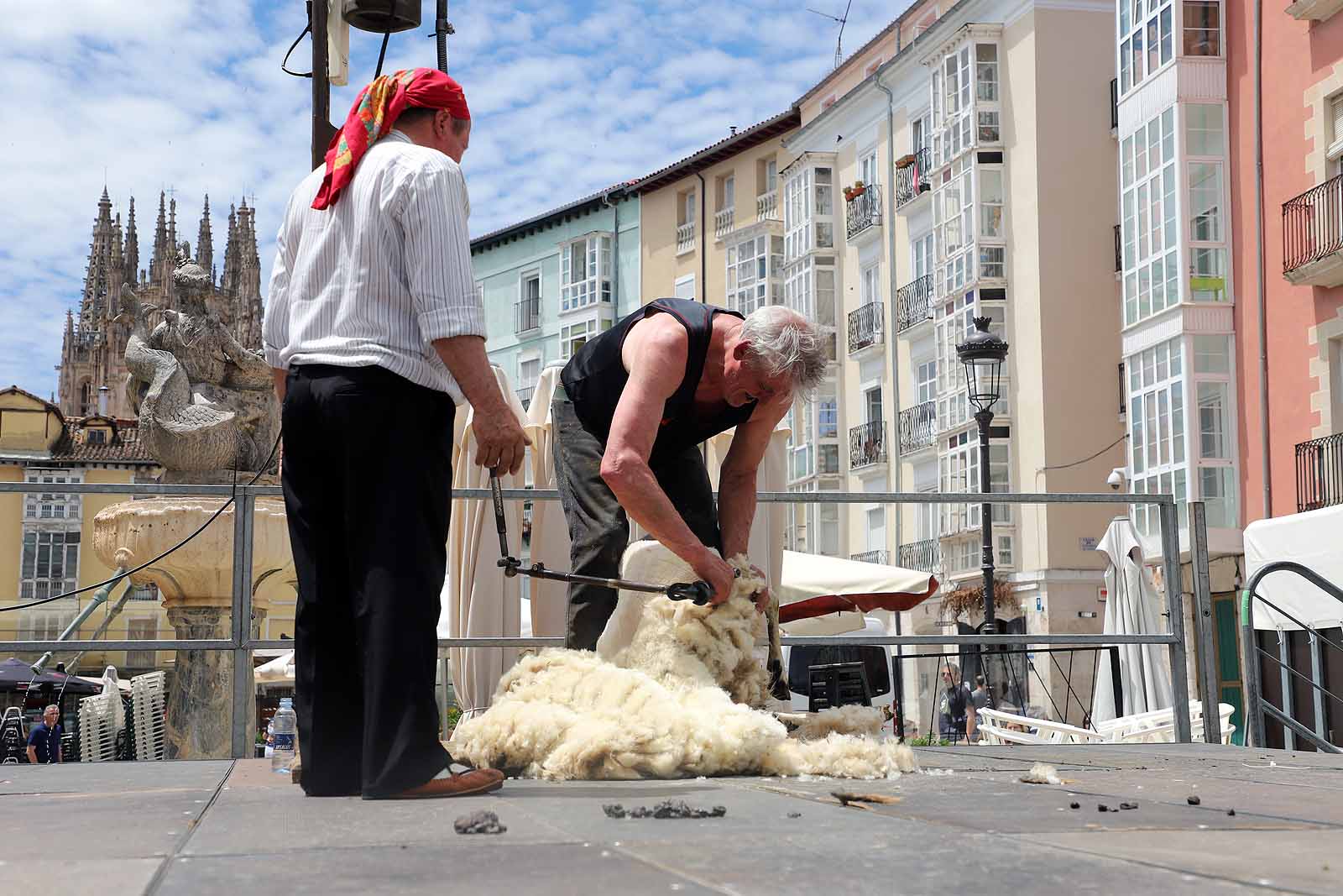 La celebración del esquileo en Burgos, en imágenes