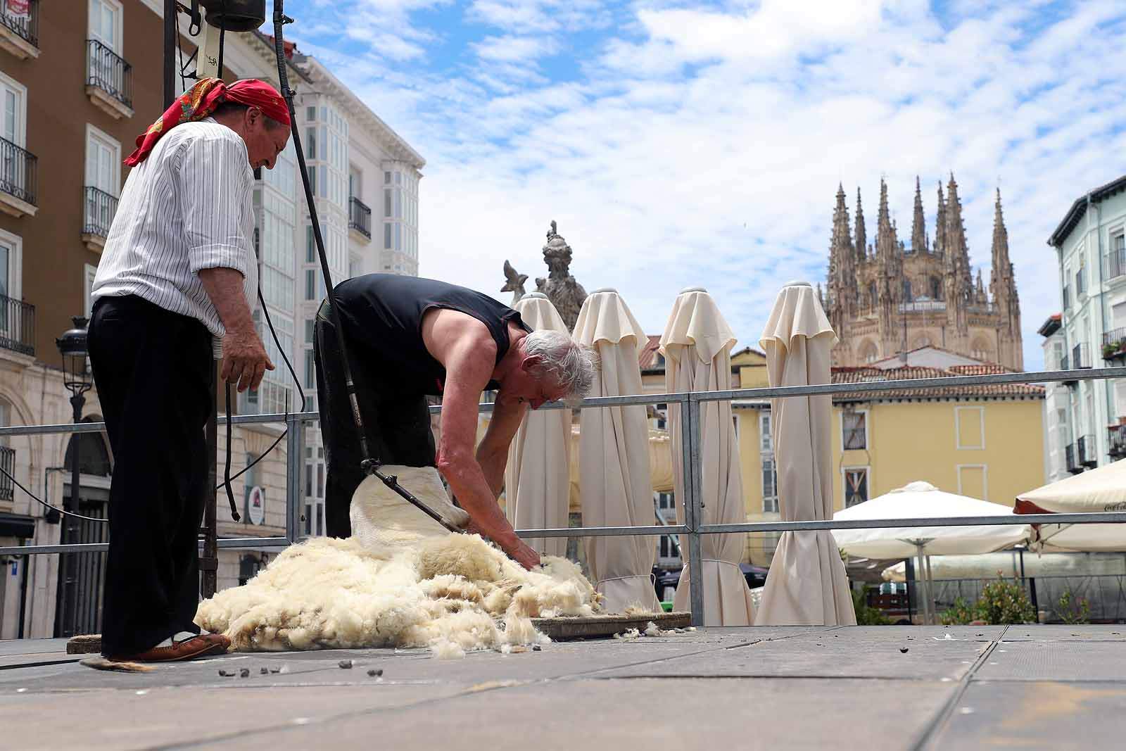 La celebración del esquileo en Burgos, en imágenes