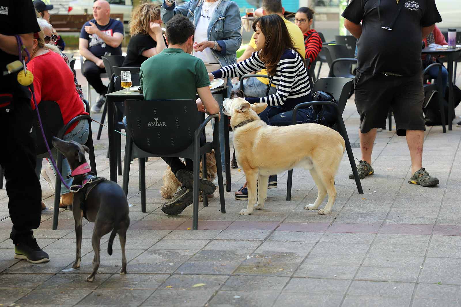 Jugar para aprender a cuidar y respetar a los animales