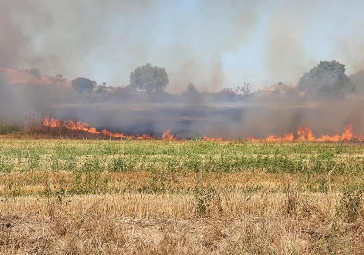 A pesar del buen arranque de año, varios incendios han calcinado casi medio millar de hectáreas en Burgos.