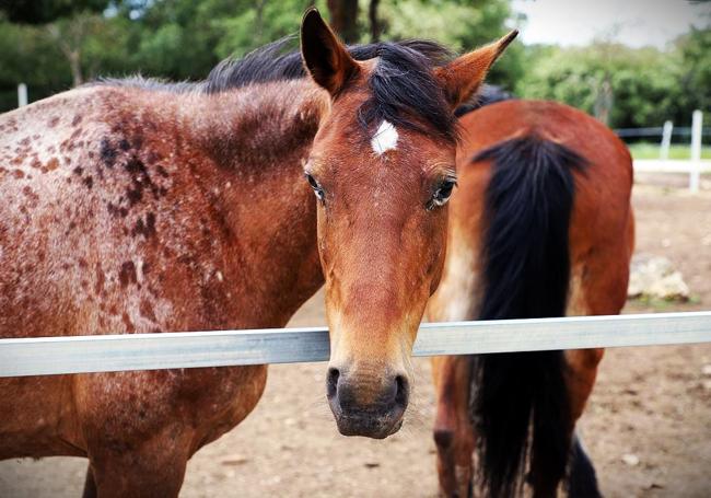 Caballos en Mil Encinas.