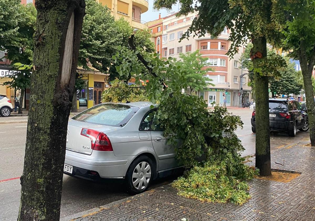 Imagen principal - Ramas caídas por la tormenta en Burgos. 