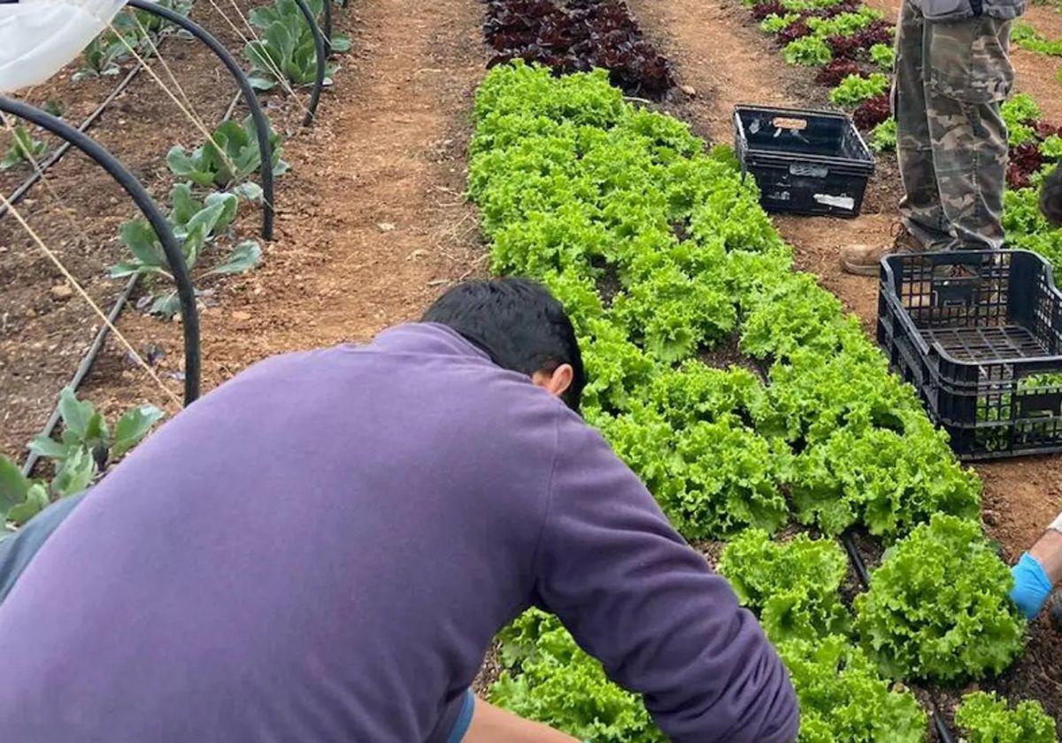 Más del 73 por ciento de los compradores pagan en plazos superiores a treinta días a los agricultores