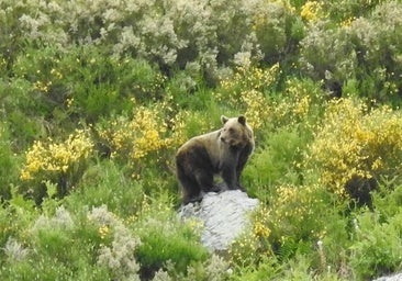 Un oso pardo visita las Merindades y causa daños de 9.000 euros en decenas de colmenas