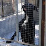 La reforma de la perrera de Burgos tendrá un coste final de 940.000 euros