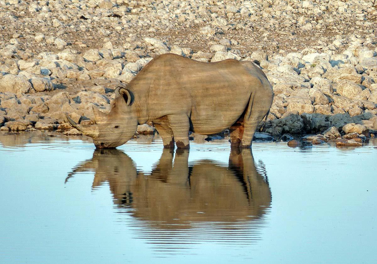 Imagen principal - Safari Etosha en Namibia y en Savuti (Botswana).