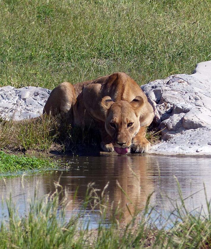 Imagen secundaria 2 - Safari Etosha en Namibia y en Savuti (Botswana).