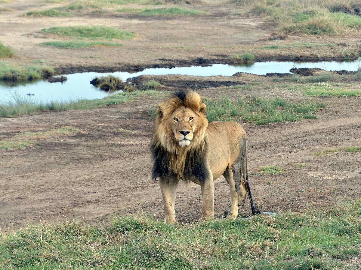 Savuti, Botswana.