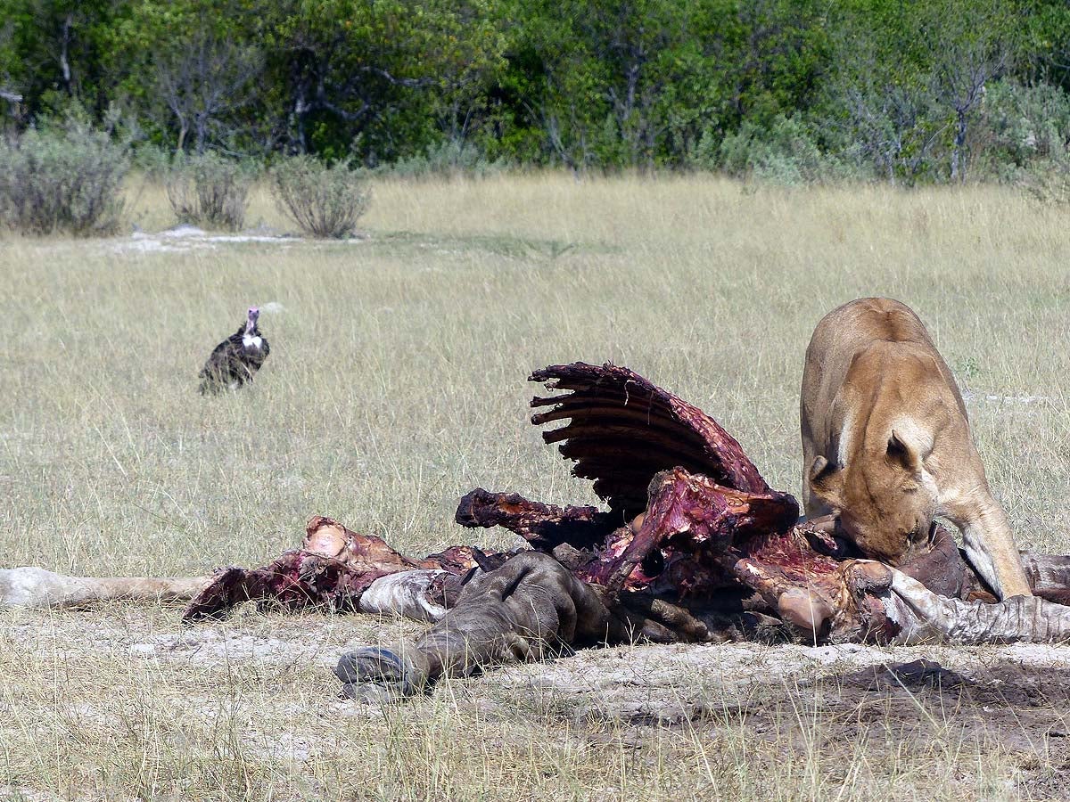 Savuti, Botswana.