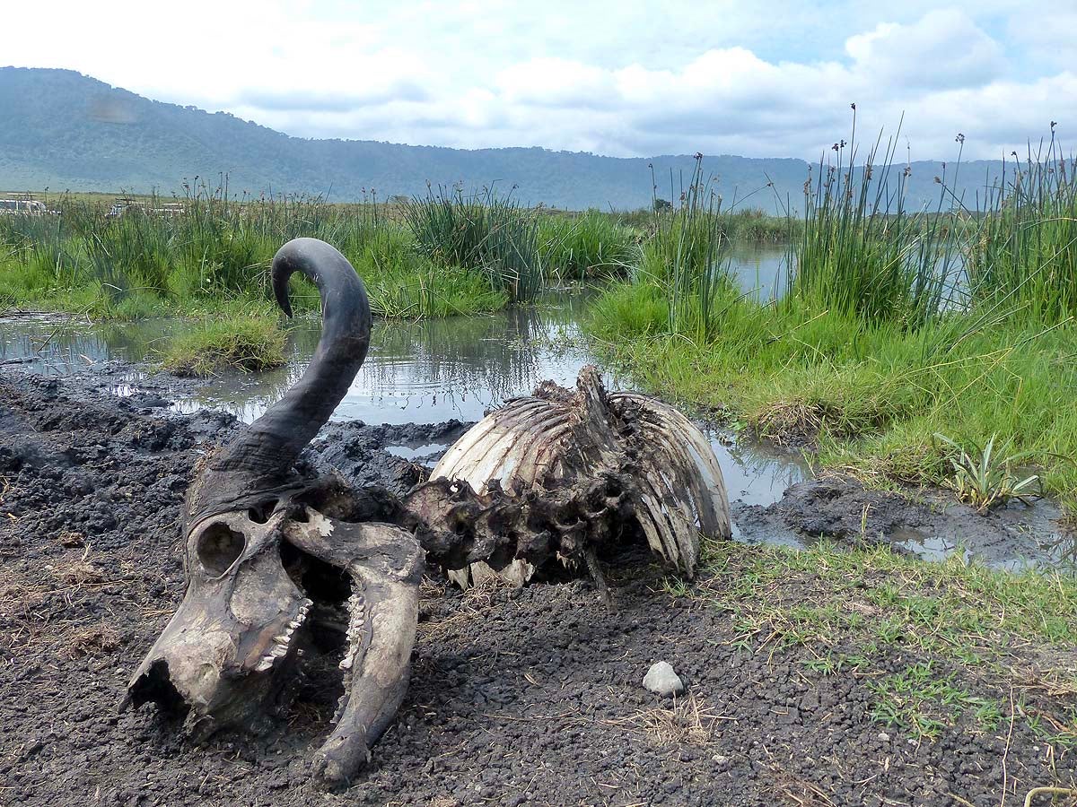 Serengueti, Tanzania.