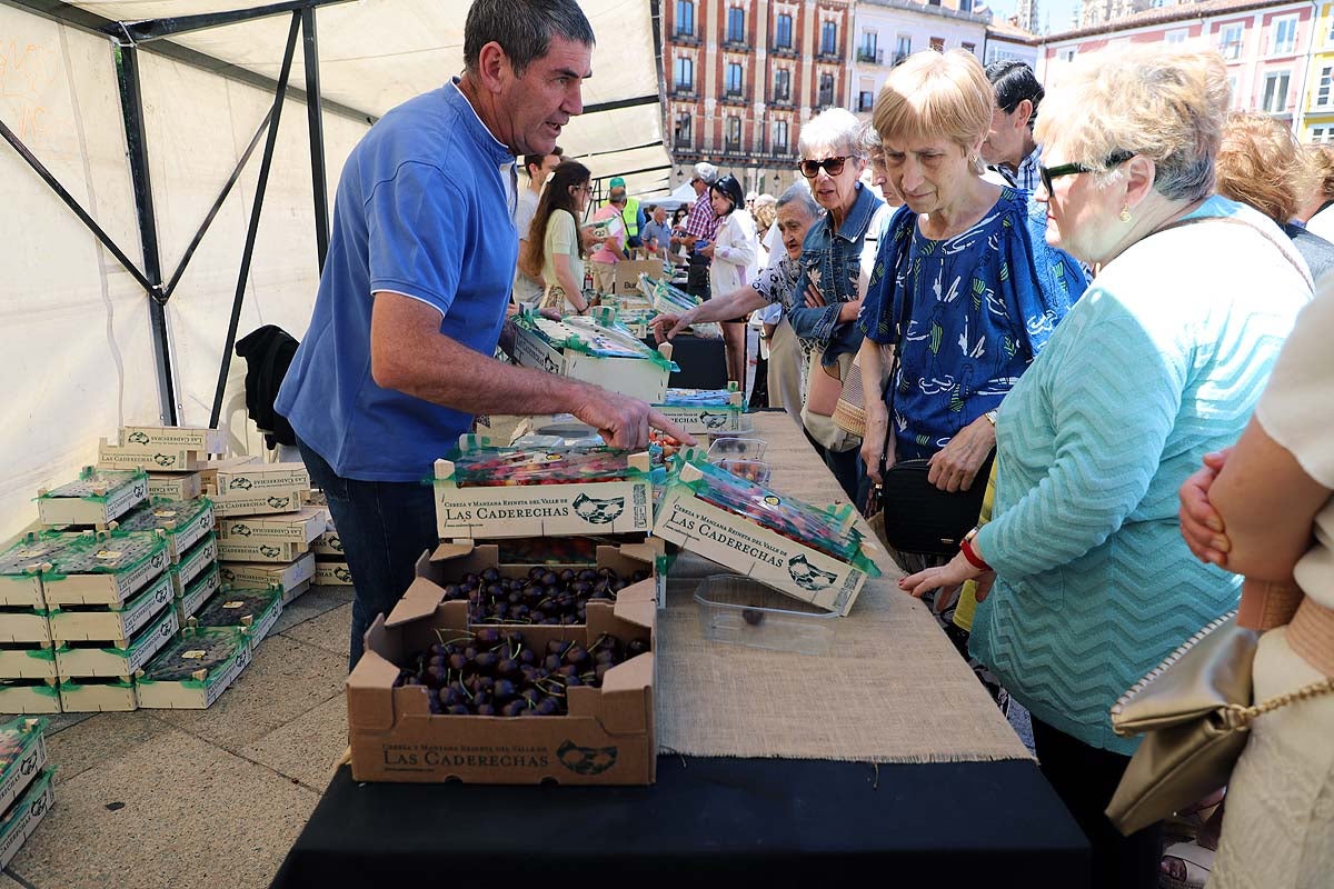 Así ha sido la feria de la cereza del Valle de las Caderechas en Burgos