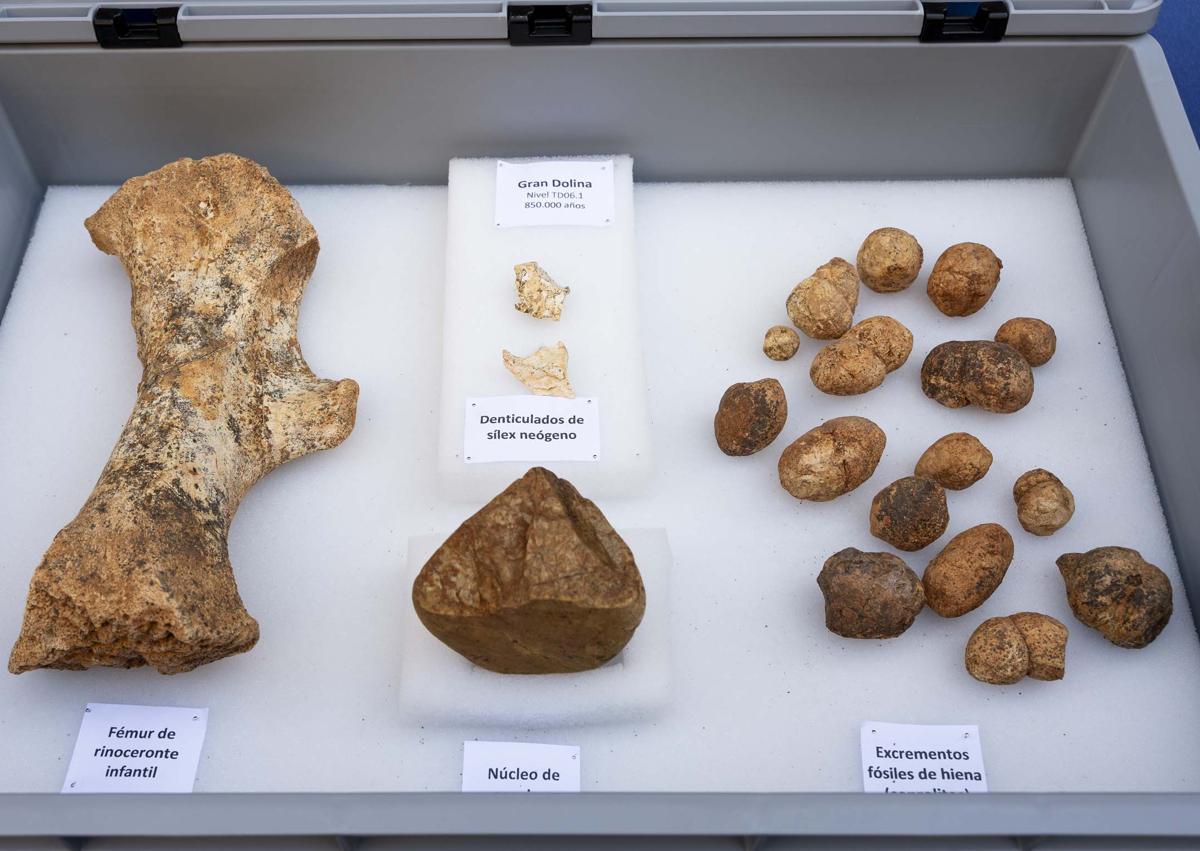 Imagen secundaria 1 - El Homo antecessor reaparece en Atapuerca treinta años después