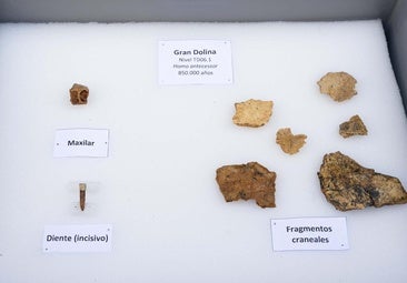 El Homo antecessor reaparece en Atapuerca treinta años después